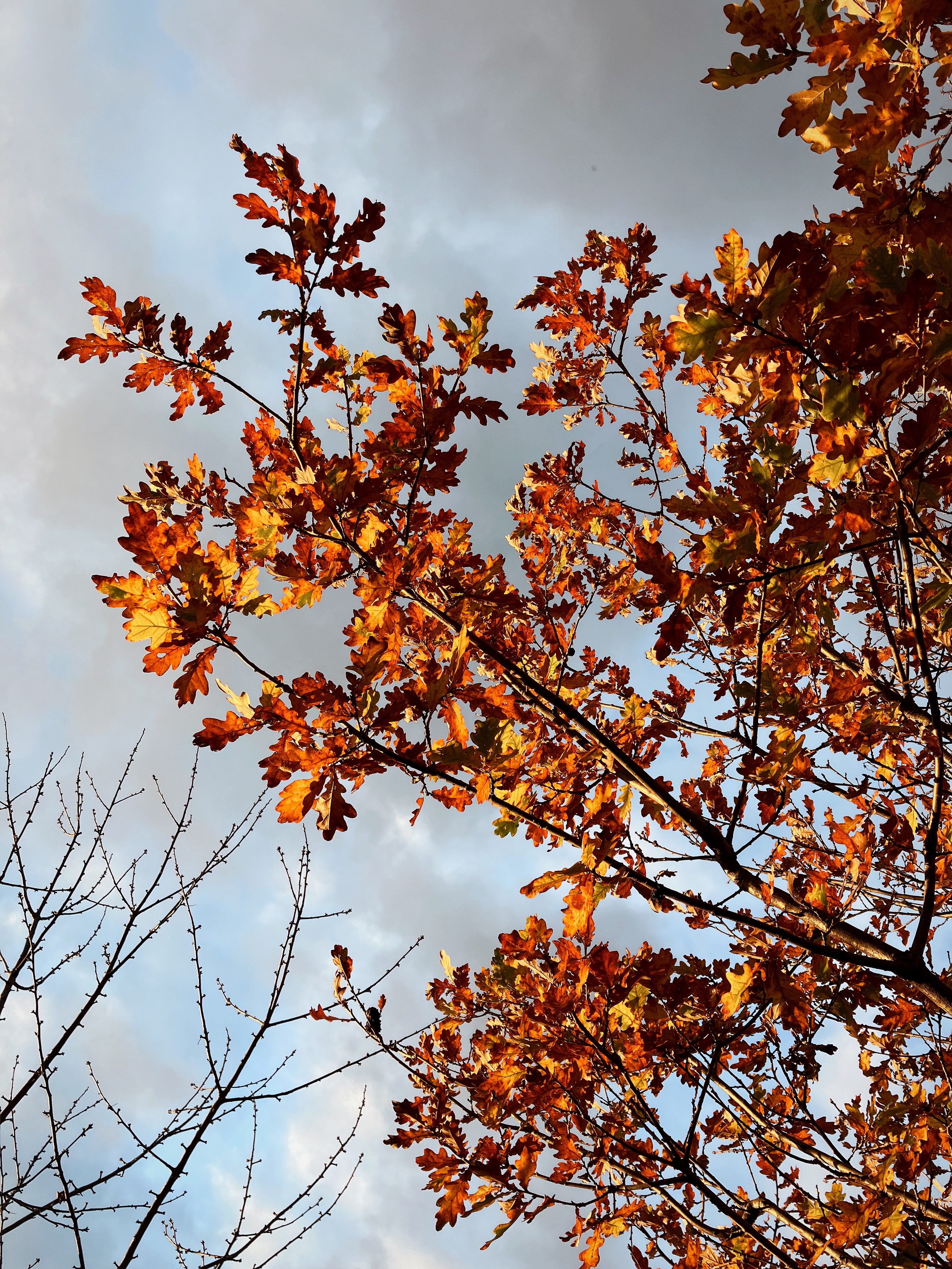 orange autumn leaves on a tree against a blue sky, view from below